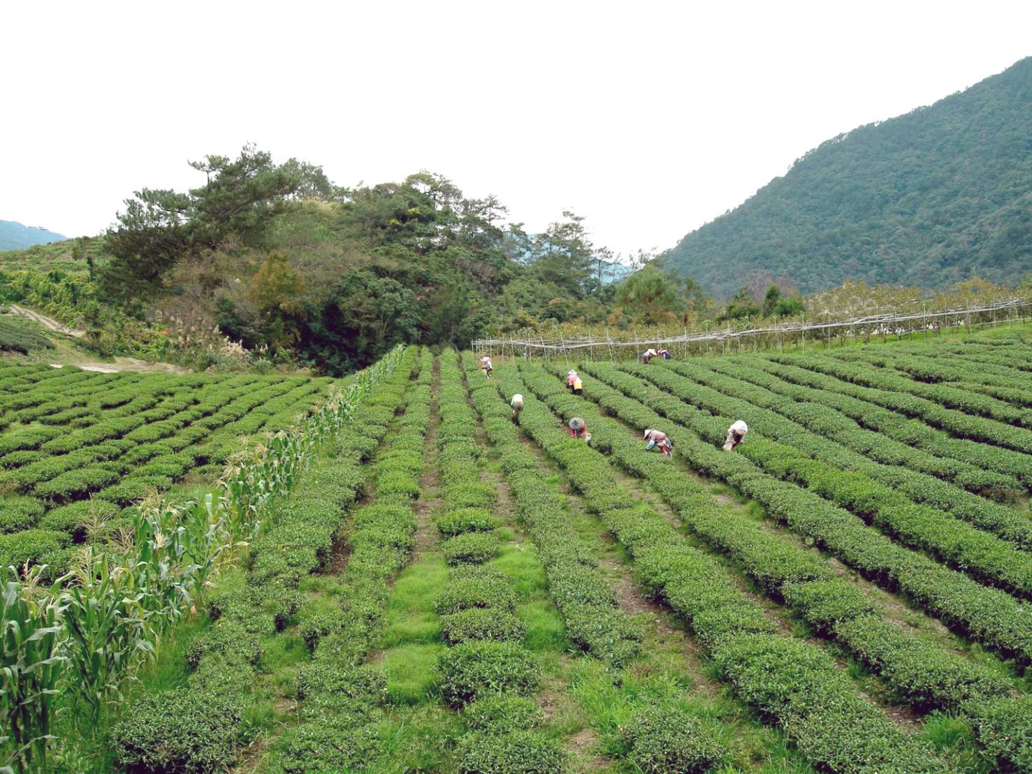 採茶照片